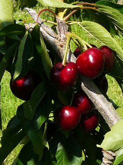 Cherry cluster at Hanrahan Orchard.JPG